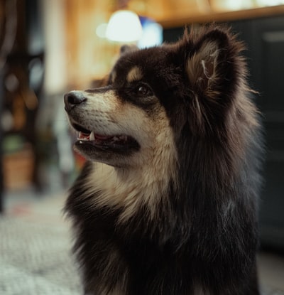 黑色和白色的西伯利亚雪橇犬
